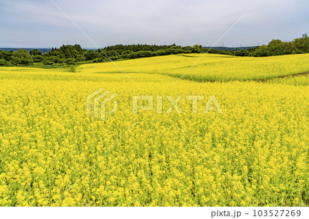 丘のある公園と菜の花畑 初夏のやくらい 宮城県加美町 丘のある公園と菜の花畑 初夏のやくらい 宮城県加美町 103527269