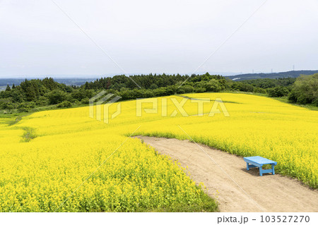 丘のある公園と菜の花畑　初夏のやくらい　宮城県加美町 103527270