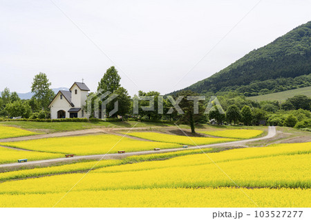 丘のある公園と菜の花畑 初夏のやくらい 宮城県加美町 丘のある公園と菜の花畑 初夏のやくらい 宮城県加美町 103527277