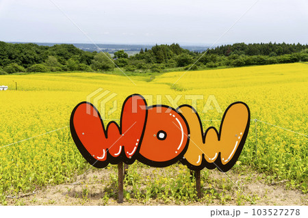 丘のある公園と菜の花畑 初夏のやくらい 宮城県加美町 丘のある公園と菜の花畑 初夏のやくらい 宮城県加美町 103527278