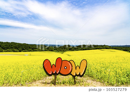 丘のある公園と菜の花畑 初夏のやくらい 宮城県加美町 丘のある公園と菜の花畑 初夏のやくらい 宮城県加美町 103527279
