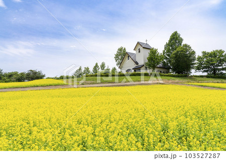 丘のある公園と菜の花畑 初夏のやくらい 宮城県加美町 丘のある公園と菜の花畑 初夏のやくらい 宮城県加美町 103527287