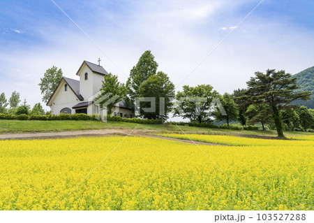 丘のある公園と菜の花畑　初夏のやくらい　宮城県加美町 103527288