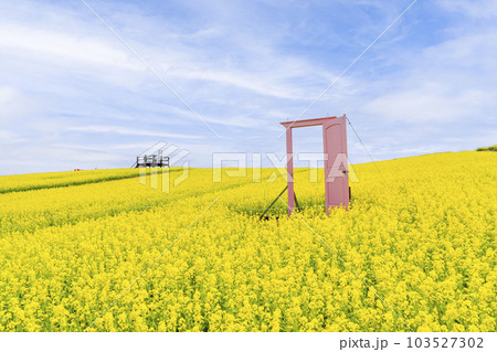 丘のある公園と菜の花畑　ピンクのドア　初夏のやくらい　宮城県加美町 103527302