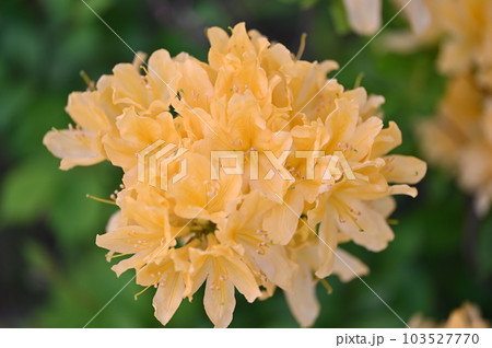 黄色い花　ツツジ 103527770