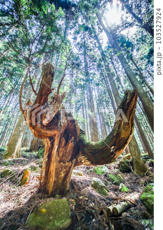 株杉の森 103527924