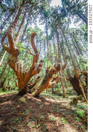 株杉の森 103527927