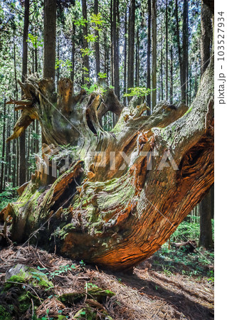 株杉の森 103527934