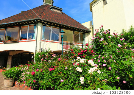 【兵庫県】晴天の神戸布引ハーブ園 103528500