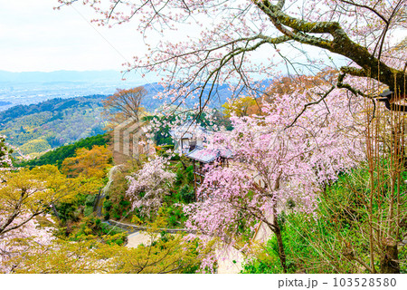 京都、西山善峯寺の白山 桜あじさい苑 京都、西山善峯寺の白山 桜あじさい苑 103528580