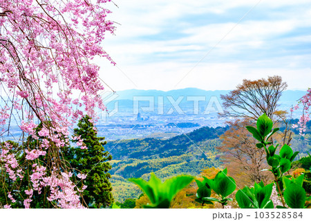 京都、西山善峯寺の白山 桜あじさい苑 京都、西山善峯寺の白山 桜あじさい苑 103528584