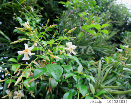 テイカカズラ テイカカズラ 103528855