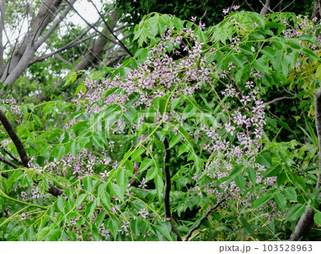 センダンの花 103528963