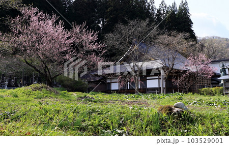 寺の裏庭に咲く満開の桜 寺の裏庭に咲く満開の桜 103529001