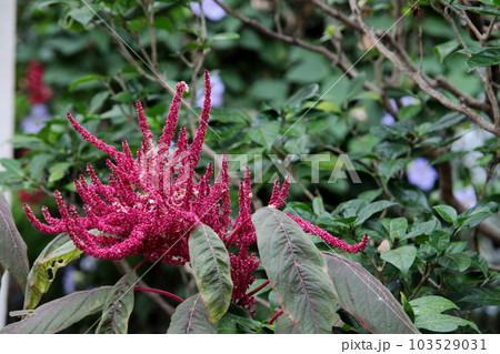 アマランサス 103529031