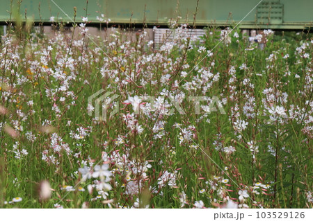 初夏の公園に咲く白いガウラの花 初夏の公園に咲く白いガウラの花 103529126