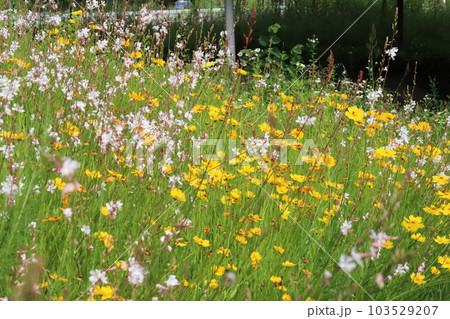 春の公園に咲くガウラの白い花とオオキンケイギクの黄色い花 103529207