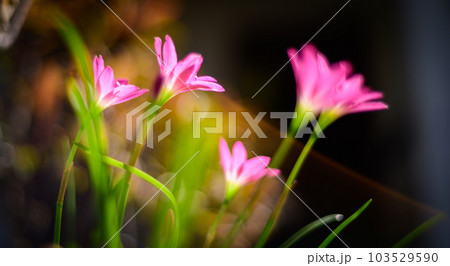 Magical Fairy lily flowers closeup macro shot. Beautiful flowers in the meadow in the early morning light. Magical Fairy lily flowers closeup macro shot. Beautiful flowers in the meadow in the early morning light. 103529590