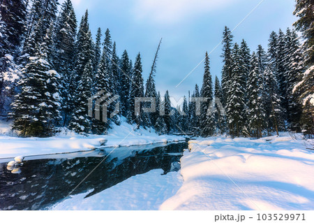 Landscape of pine forest with snow covered on lakeside in winter at national park Landscape of pine forest with snow covered on lakeside in winter at national park 103529971