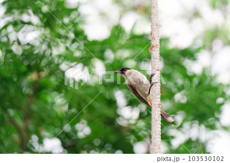 Common Magpie perched on tree branch in tropical garden Common Magpie perched on tree branch in tropical garden 103530102
