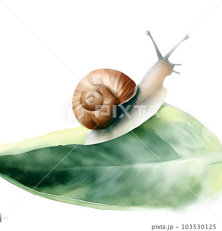 カタツムリの季節 103530125