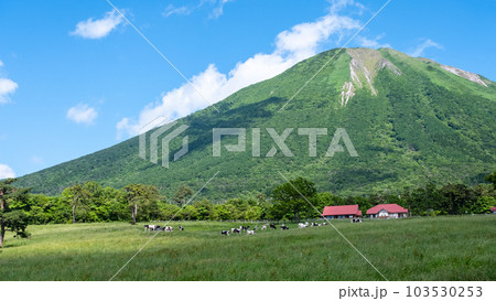 大山 で放牧中の牛たち(大山まきばみるくの里付近) 大山 で放牧中の牛たち(大山まきばみるくの里付近) 103530253