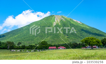 大山 で放牧中の牛たち（大山まきばみるくの里付近） 103530256