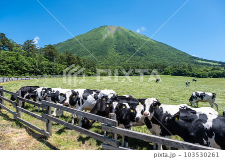 大山 で放牧中の牛たち（大山まきばみるくの里付近） 103530261
