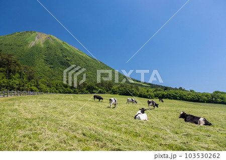 大山 で放牧中の牛たち（大山まきばみるくの里付近） 103530262
