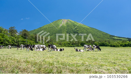 大山 で放牧中の牛たち（大山まきばみるくの里付近） 103530266