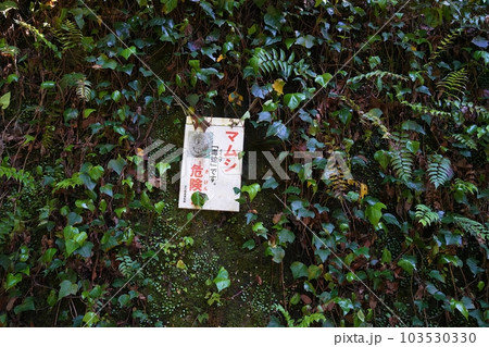 大阪 河南町 近つ飛鳥風土記の丘にある「マムシ」注意書 (J支群、初夏) 大阪 河南町 近つ飛鳥風土記の丘にある「マムシ」注意書 (J支群、初夏) 103530330