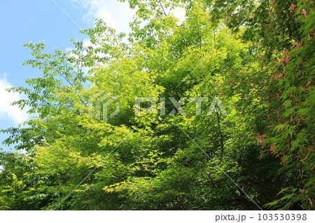 新緑の森の中で、木漏れ日を浴びるモミジの花 新緑の森の中で、木漏れ日を浴びるモミジの花 103530398