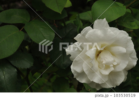 深緑色の背景に浮かぶ白いバラの花 深緑色の背景に浮かぶ白いバラの花 103530519