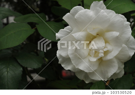 深緑色の背景に浮かぶ白いバラの花 103530520