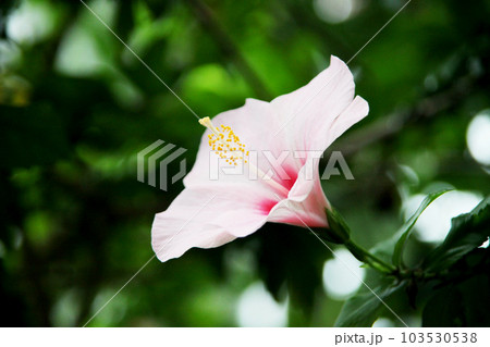 ハイビスカス 103530538
