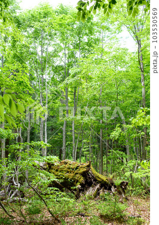 岳岱自然観察教育林　倒伏した400年ブナ　2023年　秋田県 103530569