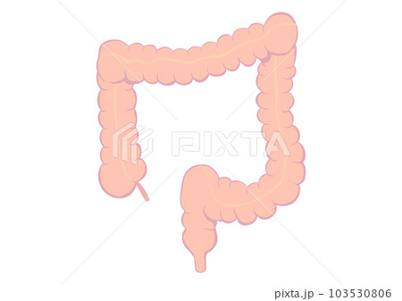 人間の大腸 103530806