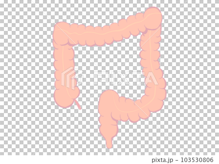 人間の大腸 103530806
