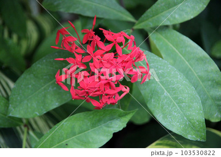 サンタンカ 103530822