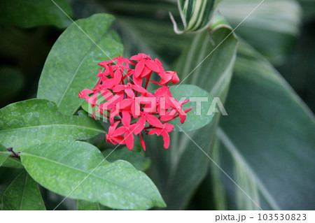 サンタンカ 103530823