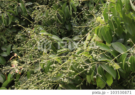 cinnamon fruit on tree in farm 103530871