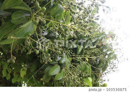 cinnamon fruit on tree in farm 103530875