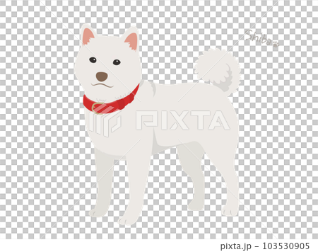 Shiba Inu _ white hair 103530905