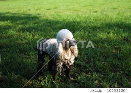 狭山市智光山公園の池に入って泥だらけになった可愛い白いトイプードルのレオン君♡ 狭山市智光山公園の池に入って泥だらけになった可愛い白いトイプードルのレオン君♡ 103531004