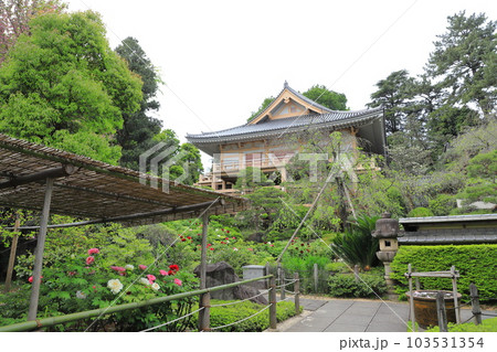 薬王院（やくおういん）牡丹のある境内　新宿区下落合 103531354