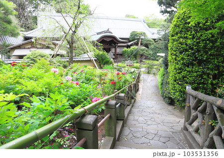 薬王院（やくおういん）牡丹のある境内　新宿区下落合 103531356