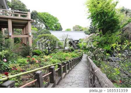 薬王院(やくおういん)牡丹のある境内 新宿区下落合 薬王院(やくおういん)牡丹のある境内 新宿区下落合 103531359