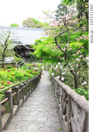 薬王院(やくおういん)牡丹のある境内 新宿区下落合 薬王院(やくおういん)牡丹のある境内 新宿区下落合 103531360