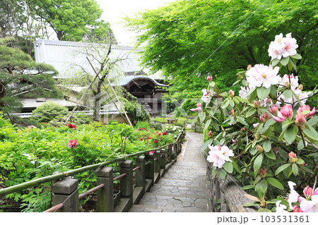 薬王院（やくおういん）牡丹のある境内　新宿区下落合 103531361