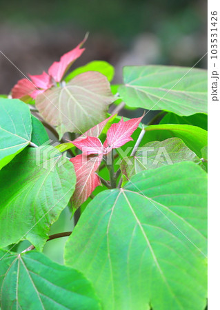 赤芽槲(or 柏)(アカメガシワ)の赤い若葉 赤芽槲(or 柏)(アカメガシワ)の赤い若葉 103531426